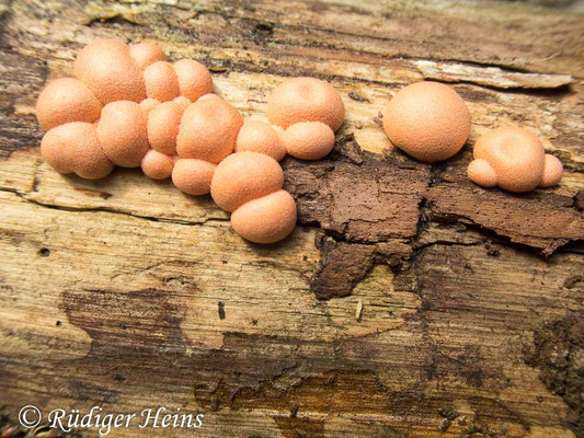  Lycogala epidendrum (Blutmilchpilz), 26.5.2020