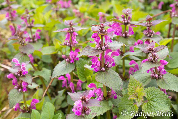 Lamium maculatum (Gefleckte Taubnessel), 30.4.2022