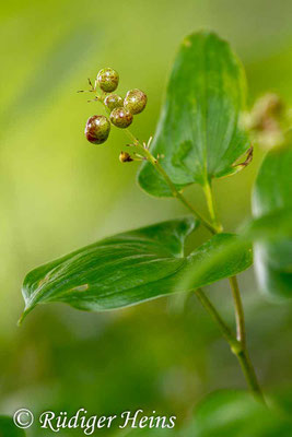 Maianthemum bifolium (Zweiblättrige Schattenblume), 18.7.2017