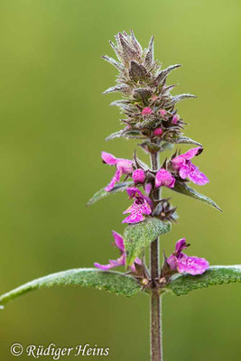 Stachys palustris (Sumpf-Ziest), 28.7.2019