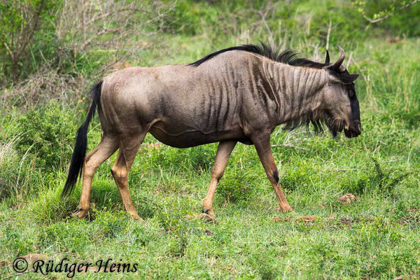 Connochaetes taurinus (Streifengnu), 23.1.2019