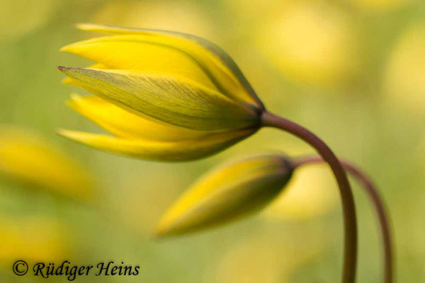 Tulipa sylvestris (Wilde Tulpe), 20.4.2017