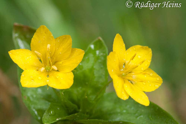 Lysimachia nemorum (Hain-Gilbweiderich)