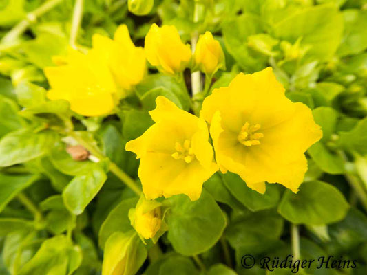 Lysimachia nummularia (Pfennigkraut), 13.6.2020