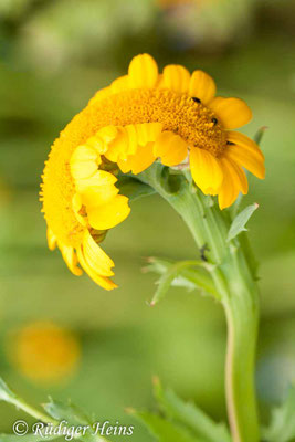 Glebionis segetum (Saat-Wucherblume)