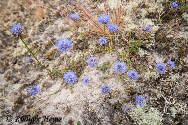 Jasione montana (Berg-Sandglöckchen), 15.7.2008