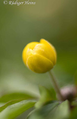 Anemone ranunculoides (Gelbes Windröschen), 12.4.2022