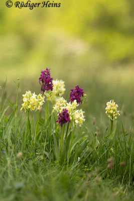 Dactylorhiza sambucina (Holunder-Fingerwurz), 29.5.2016