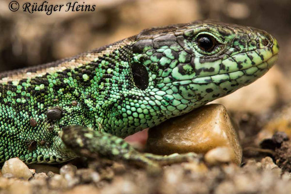 Lacerta agilis (Zauneidechse) Männchen