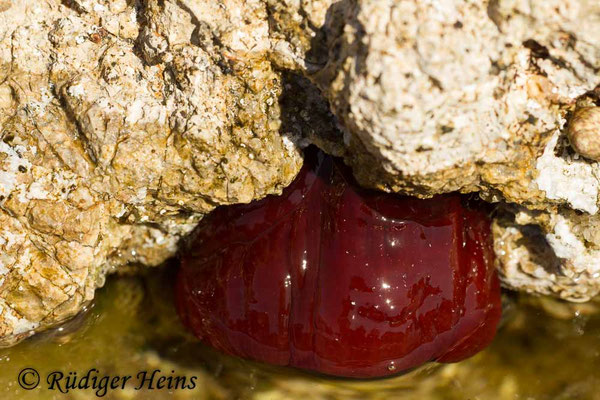 Actinia equina (Pferdeaktinie)