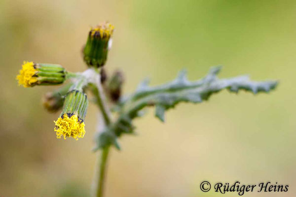 Senecio vulgaris (Gewöhnliches Greiskraut), 15.3.2020