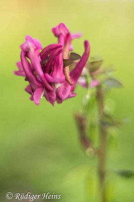 Hohler Lerchensporn (Corydalis cava), 26.4.2023 - Pentacolor 50mm f/1,8