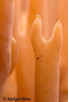 Korallenpilz (Ramaria sp.), 1.12.2019