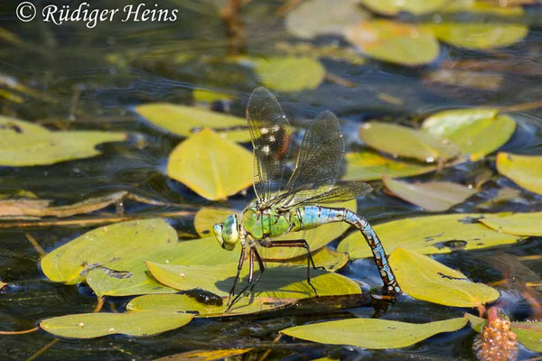 Anax imperator, Große Königslibelle, Weibchen bei Eiablage