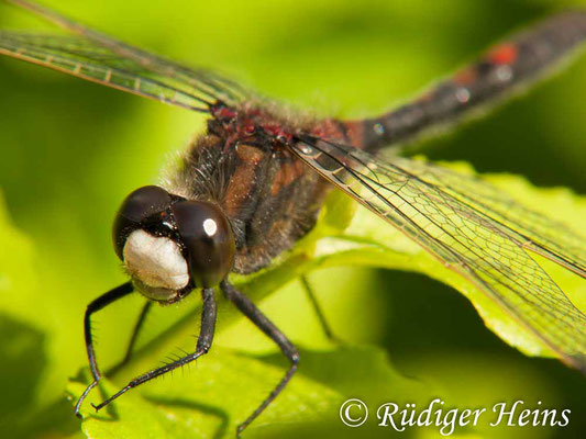 Leucorrhinia rubicunda (Nordische Moosjungfer) Männchen, 3.6.2010