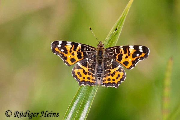 Araschnia levana (Landkärtchen, Frühjahrsform), 2.5.2009