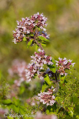 Origanum vulgare (Echter Dost), 25.7.2024