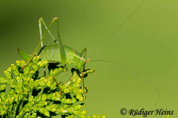 Leptophyes punctatissima (Punktierte Zartschrecke) Weibchen, 28.9.2013