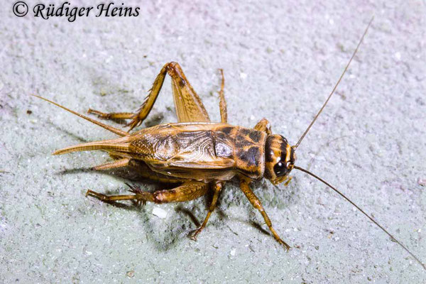 Acheta domesticus (Heimchen) Männchen, 9.8.1988 (Scan vom Dia)