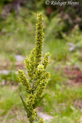 Veratrum album (Weißer Germer), 22.7.2006