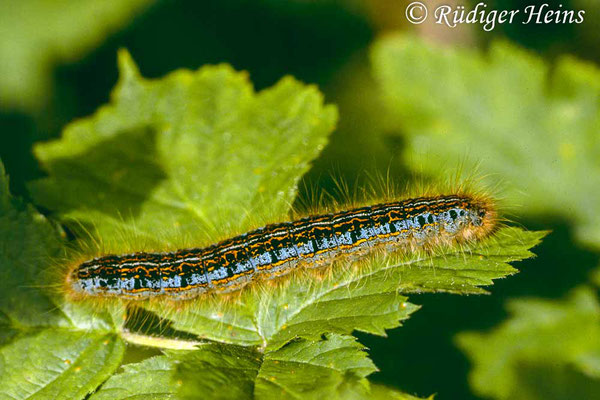 Malacosoma neustria (Ringelspinner) Raupe, 3.6.1993 (Scan vom Dia)