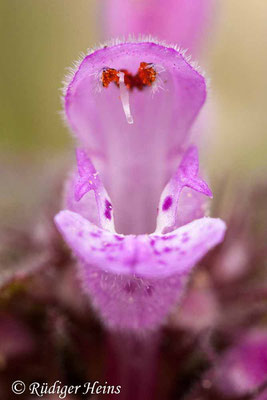 Lamium purpureum (Purpurrote Taubnessel), 8.3.2020