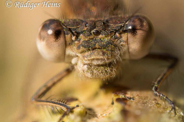 Sympecma fusca (Gemeine Winterlibelle) Männchen an einem Waldrand mehrere hundert Meter vom Fortpflanzungsgewässer entfernt, 28.3.2020