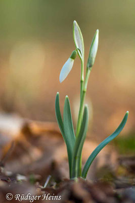 Galanthus nivalis (Schneeglöckchen)