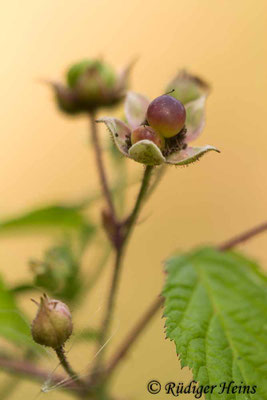 Rubus caesius (Kratzbeere)