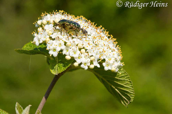 Viburnum lantana (Wolliger Schneeball), 6.5.2016
