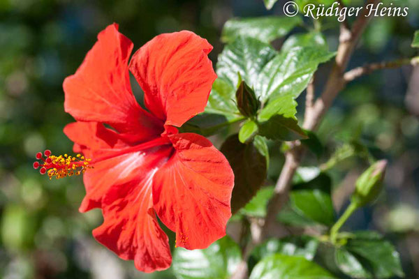 Hibiscus rosa-sinensis (Chinesischer Roseneibisch), 27.10.2007