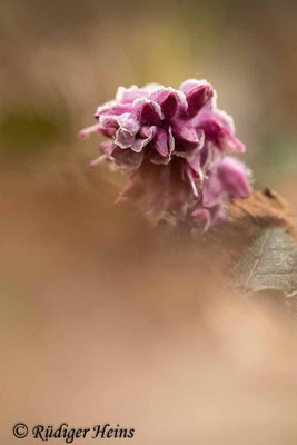 Lathraea squamaria (Gewöhnliche Schuppenwurz), 21.3.2023