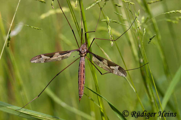 Tipula maxima (Riesenschnake), 3.6.2007