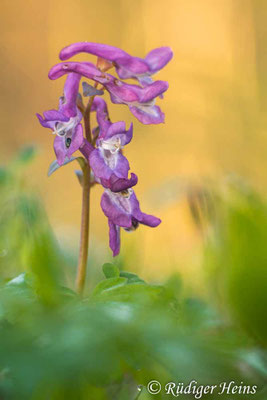 Corydalis cava, Hohler Lerchensporn