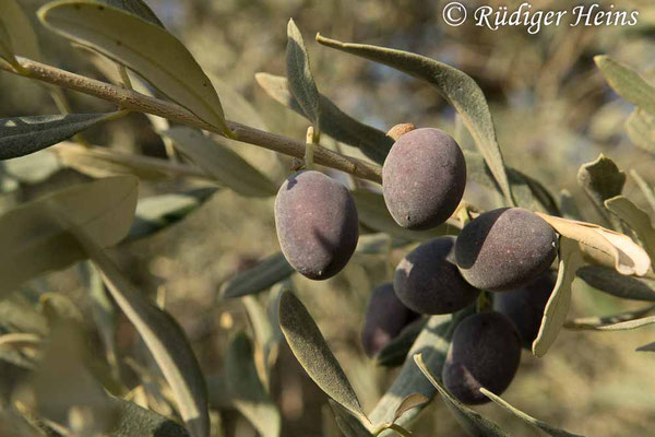 Olea europaea (Olive), 17.10.2018