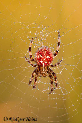 Araneus quadratus (Vierfleckkreuzspinne)