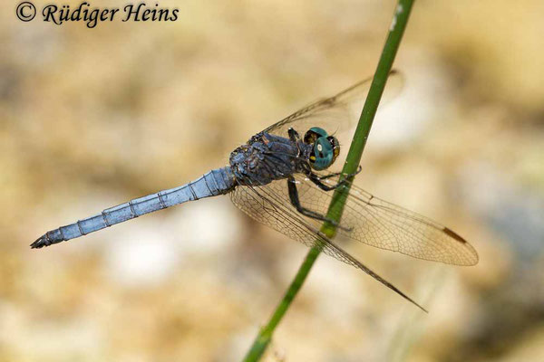 Orthetrum coerulescens anceps (Südöstlicher Kleiner Blaupfeil) Männchen, 16.5.2015