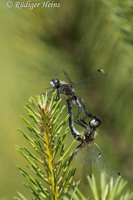 Östliche Moosjungfer (Leucorrhinia albifrons) Paarungsrad, 24.6.2022 - Makroobjektiv 180mm f/3.5