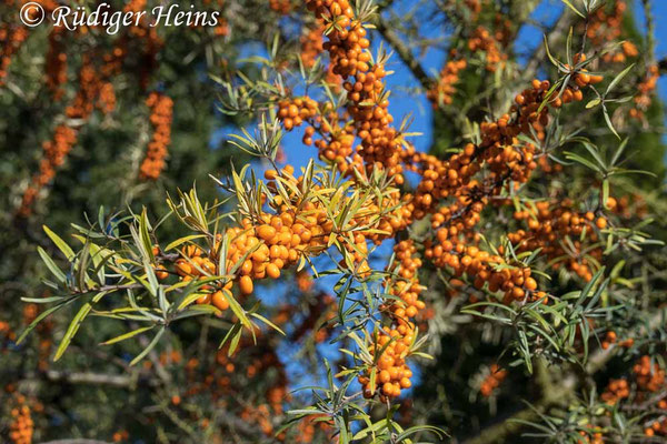 Hippophae rhamnoides (Sanddorn)