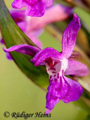 Dactylorhiza majalis (Breitblättrige Fingerwurz), 29.5.2010