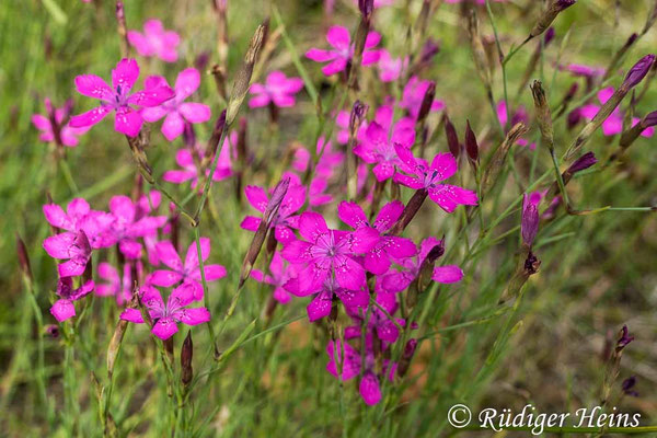 Dianthus deltoides, Heide-Nelke