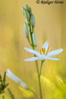 Anthericum ramosum (Ästige Graslilie)