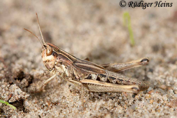 Chorthippus mollis (Verkannter Grashüpfer) Weibchen Larve, 15.8.2010