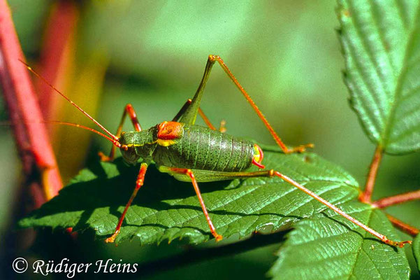 Barbitistes serricauda (Laubholz-Säbelschrecke) Männchen
