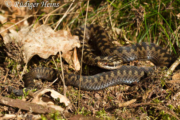 Vipera berus (Kreuzotter) Männchen, 25.3.2017 