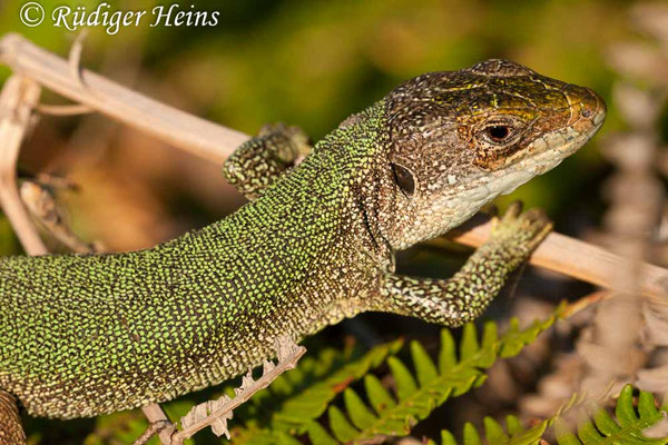 Lacerta trilineata (Riesen-Smaragdeidechse)