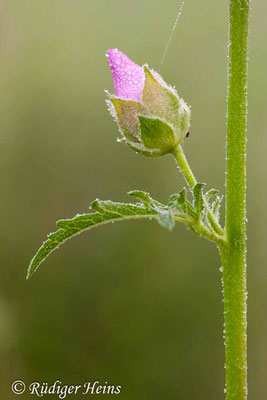 Malva alcea (Rosen-Malve), 7.7.2012