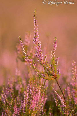 Calluna vulgaris, Besenheide