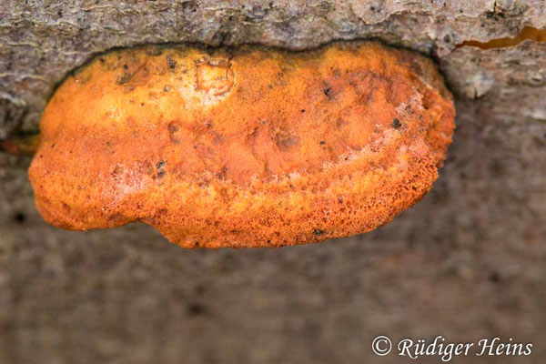 Pycnoporus cinnabarinus (Zinnoberschwamm), 15.2.2022