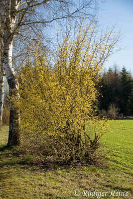 Cornus mas (Kornelkirsche), 27.3.2017